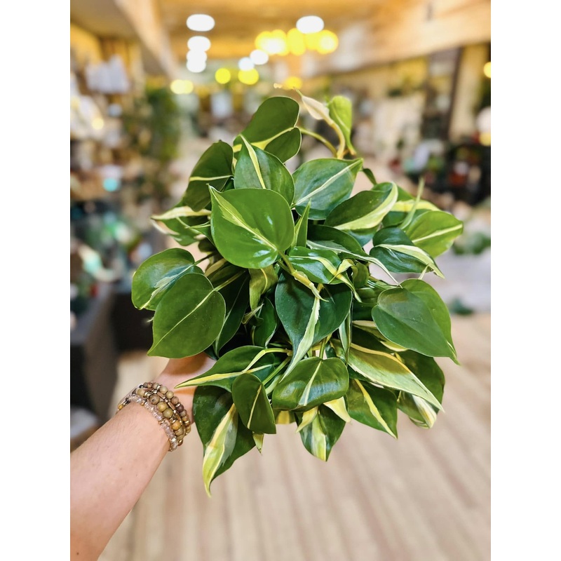 6 Philodendron Rio