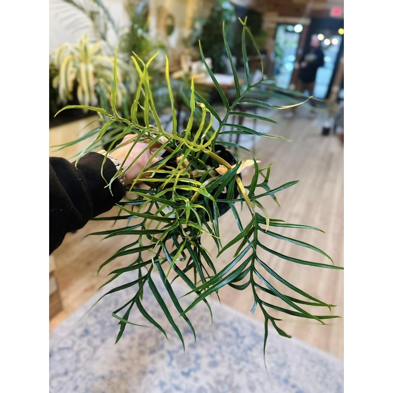 6 Philodendron Tortum