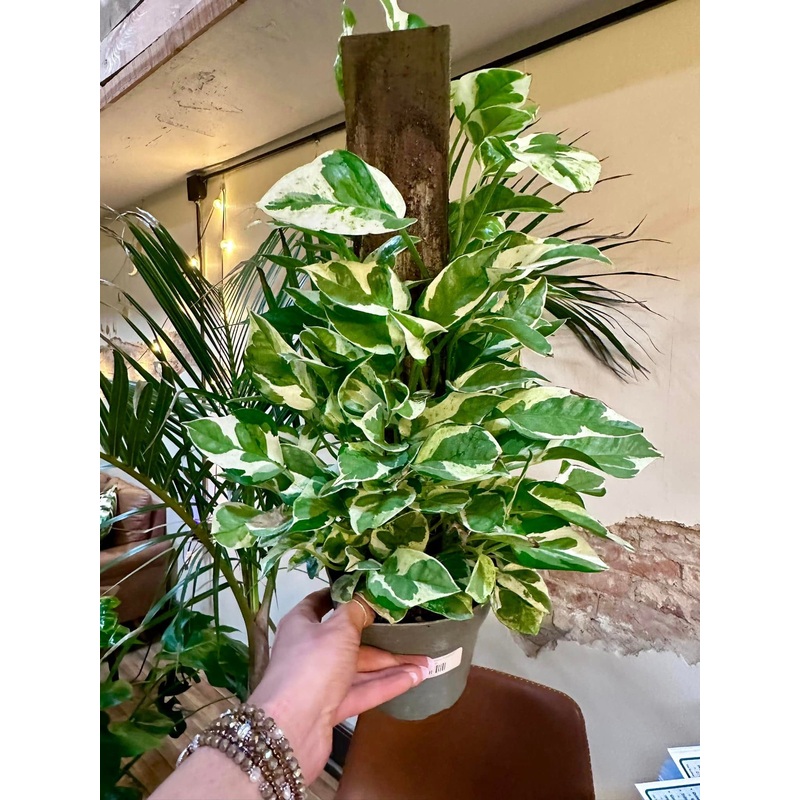 6 Pothos Pearls & Jade Totem