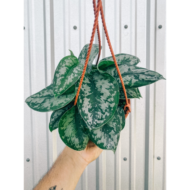 6 Scindapsus pictus ‘trebie’ (hanging basket)