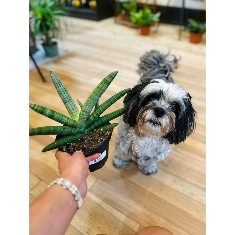 6 Starfish Snake Plant