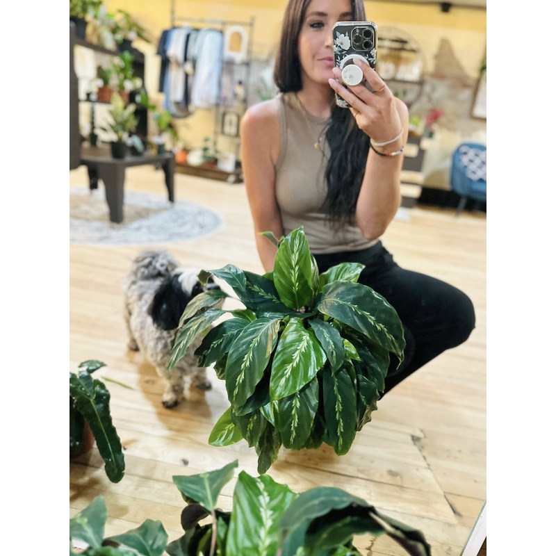 8 Calathea Maui Queen
