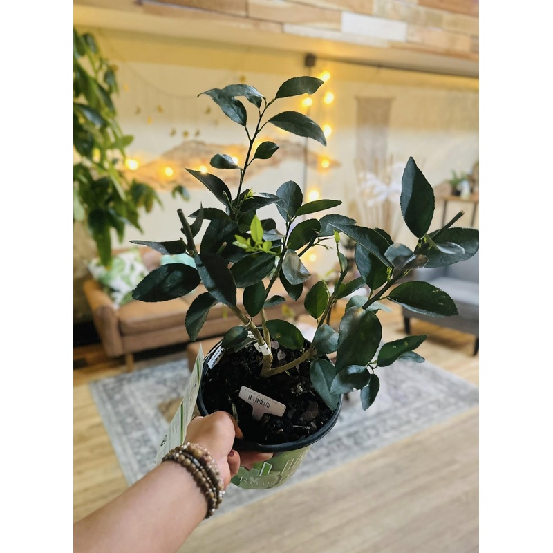 8 Persian Lime Citrus Bush