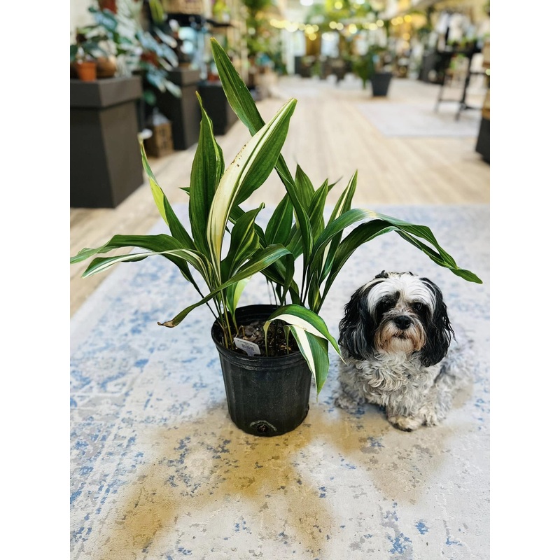 8 Variegated Cast Iron