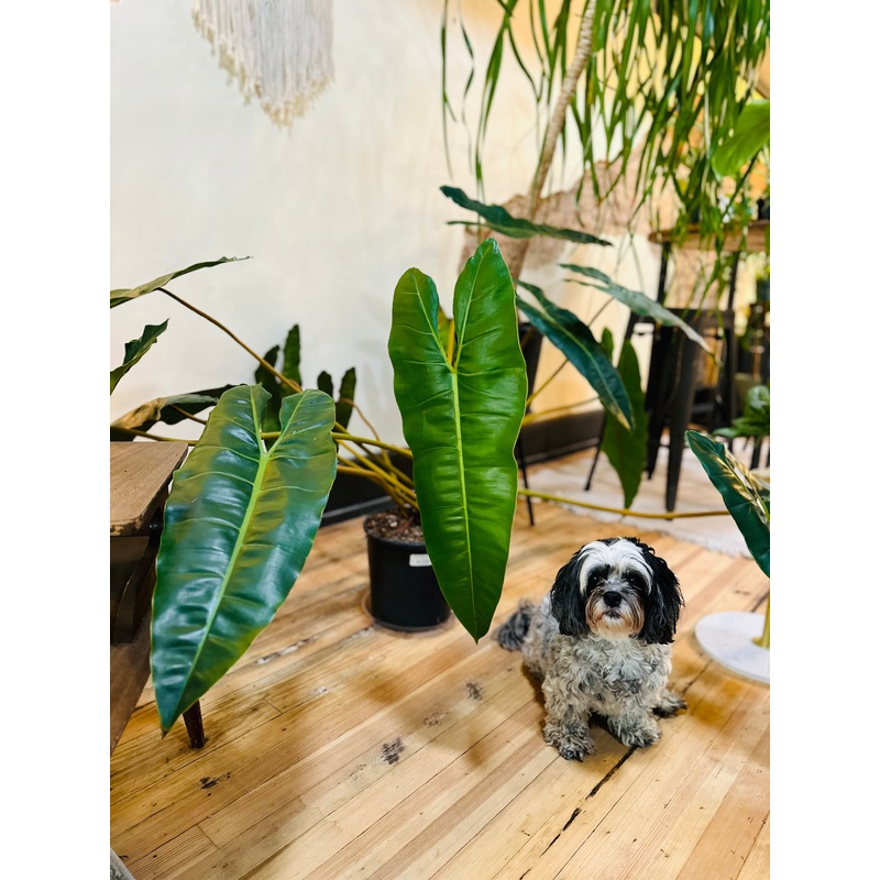 Philodendron billietiae 10