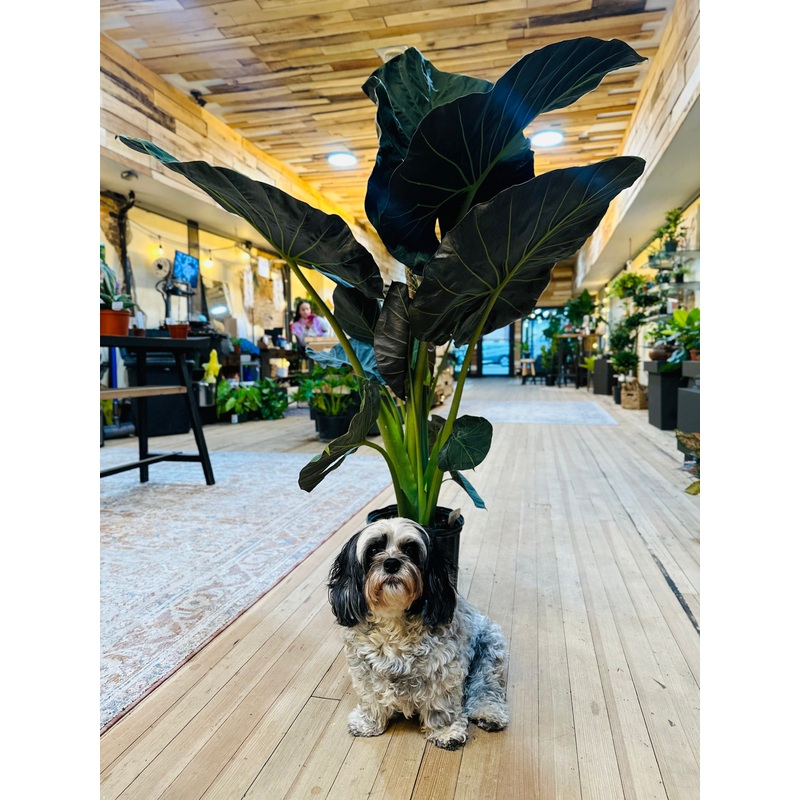 10 Alocasia Regal Shield
