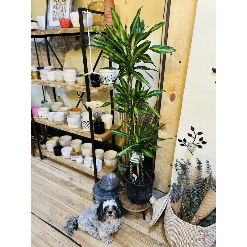 10 Dracaena Cintho Cane