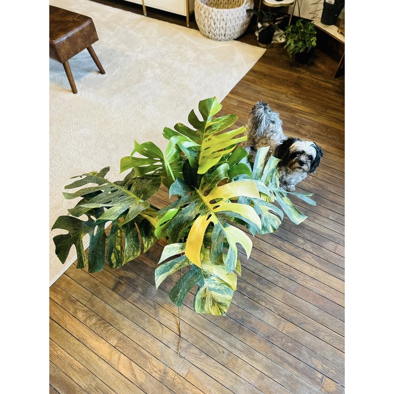 10 Monstera Borsigiana Aurea