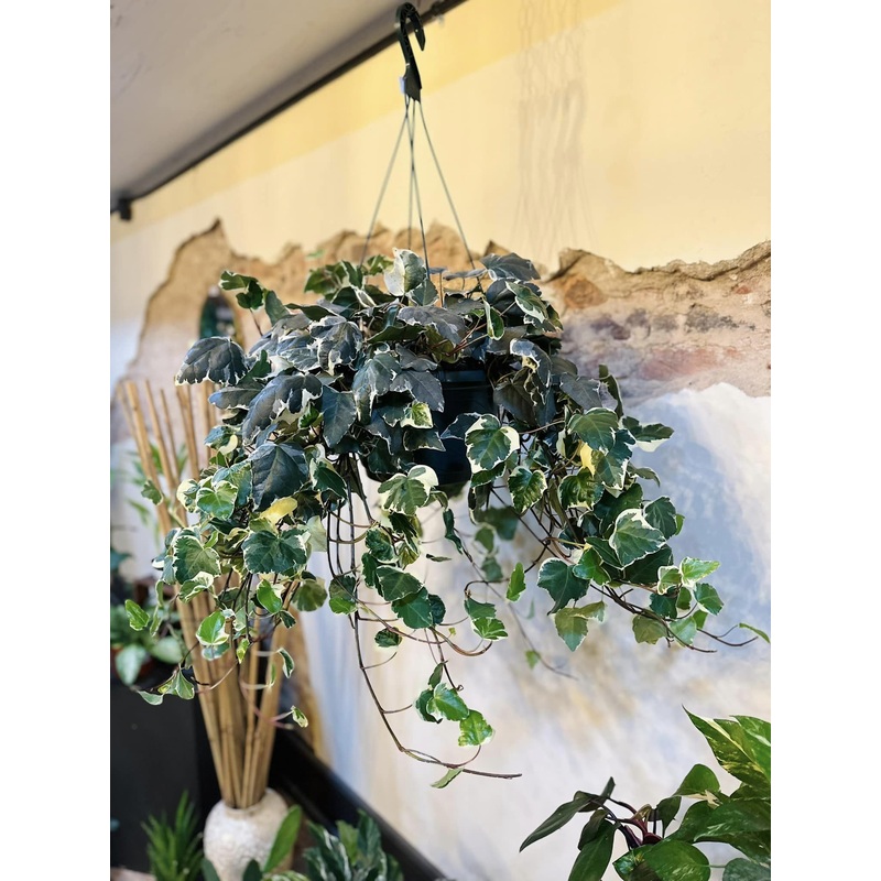 10 Variegated English Ivy Basket