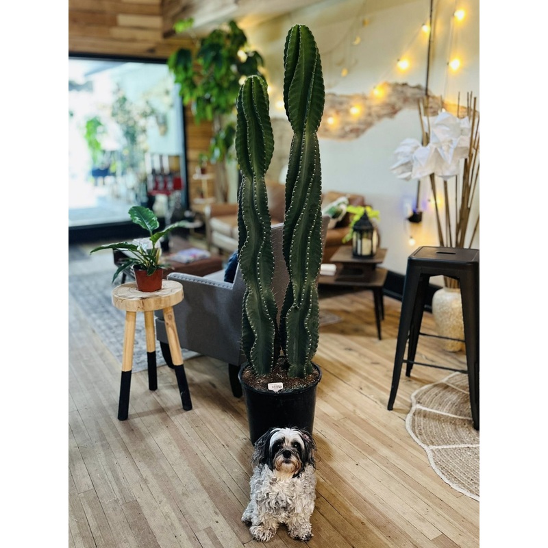 14 Cereus Peruvianus Spiral Cactus
