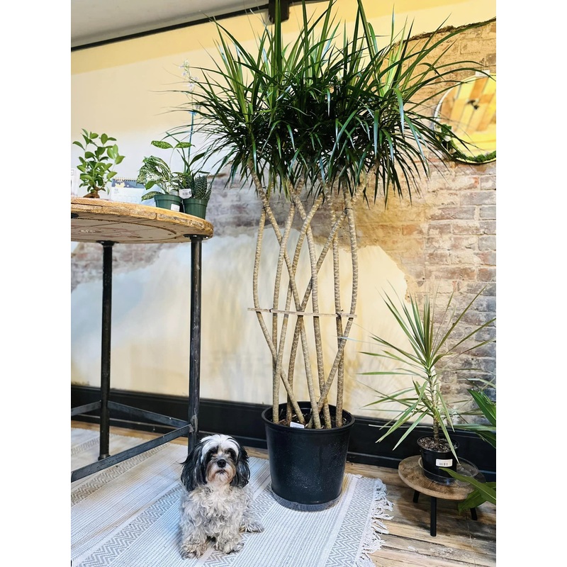 14 Dracaena Marginata Braid