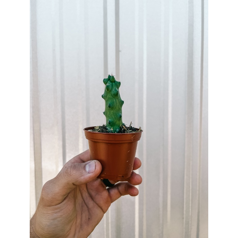 2.5 Myrtillocactus Geometrizans ‘Boobie Cactus’
