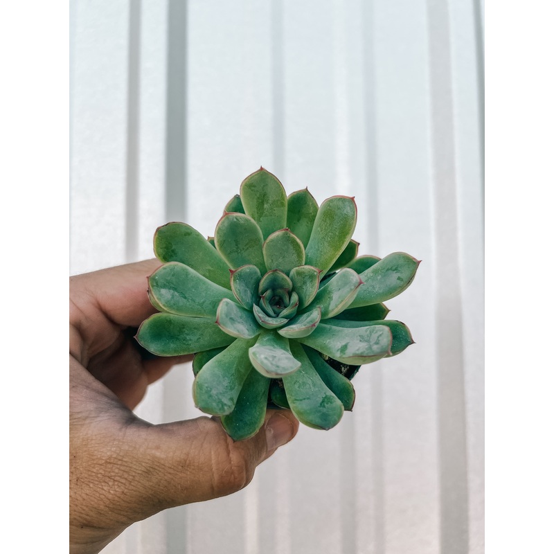2 Echeveria ‘Pulidanis’