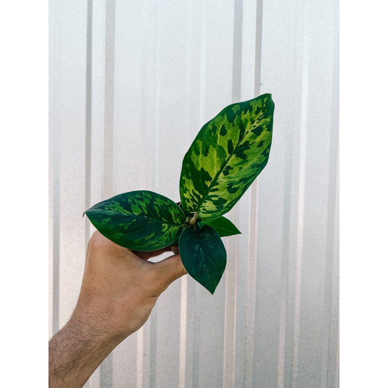 2 Homalomena ‘Wallisii Camouflage’