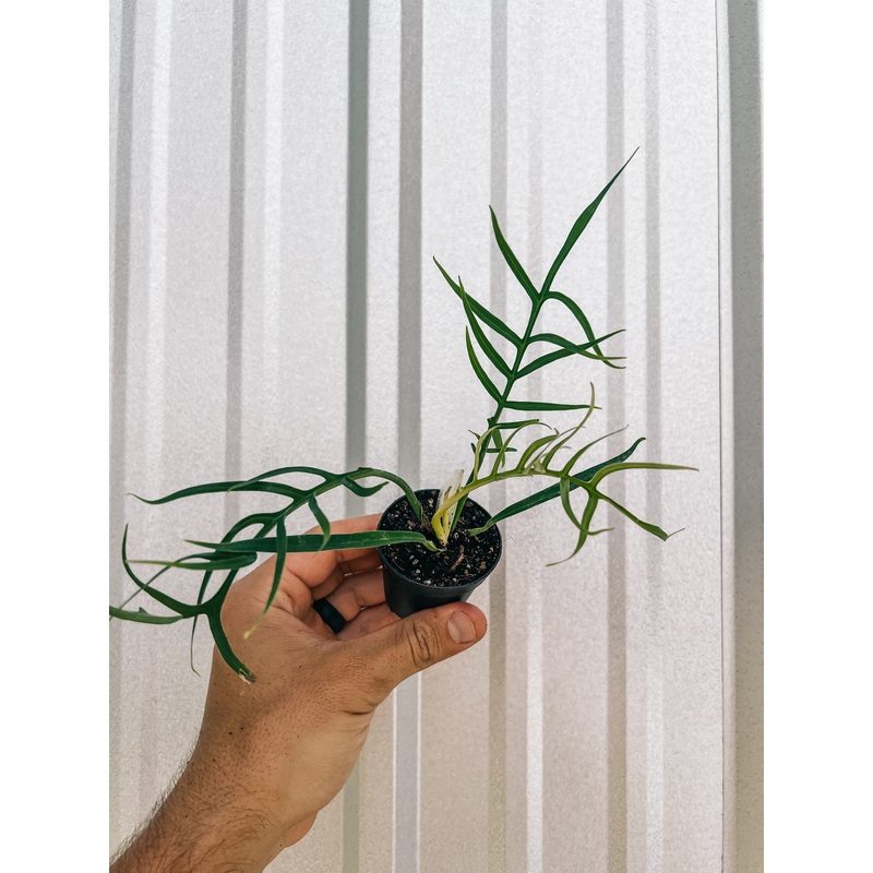 2 Philodendron ‘Tortum’