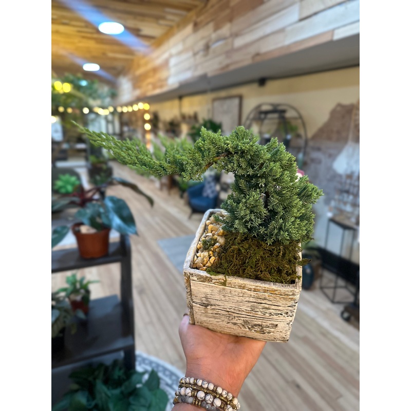 4.5 Bonsai Juniper