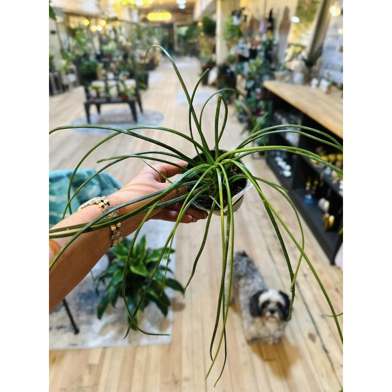 4 Agave Geminiflora