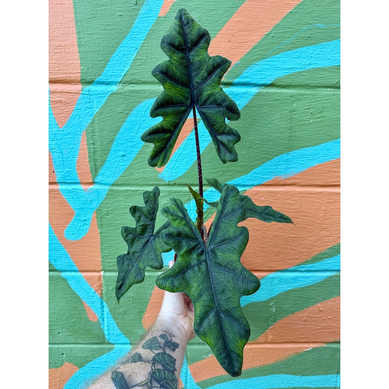 4 Alocasia ‘Jacklyn’