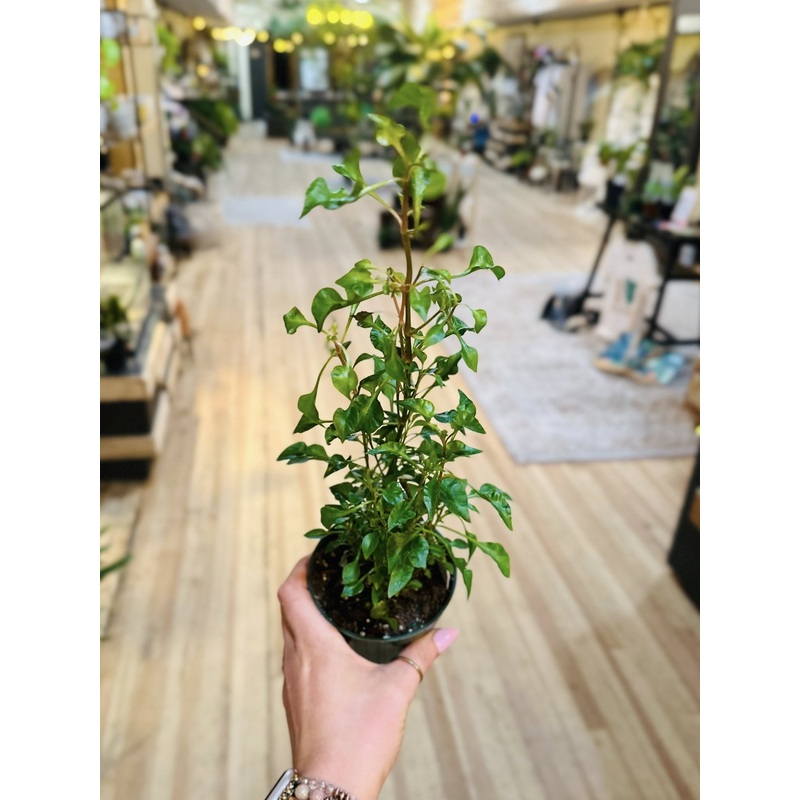 4 Althernanthera Krinkle Red