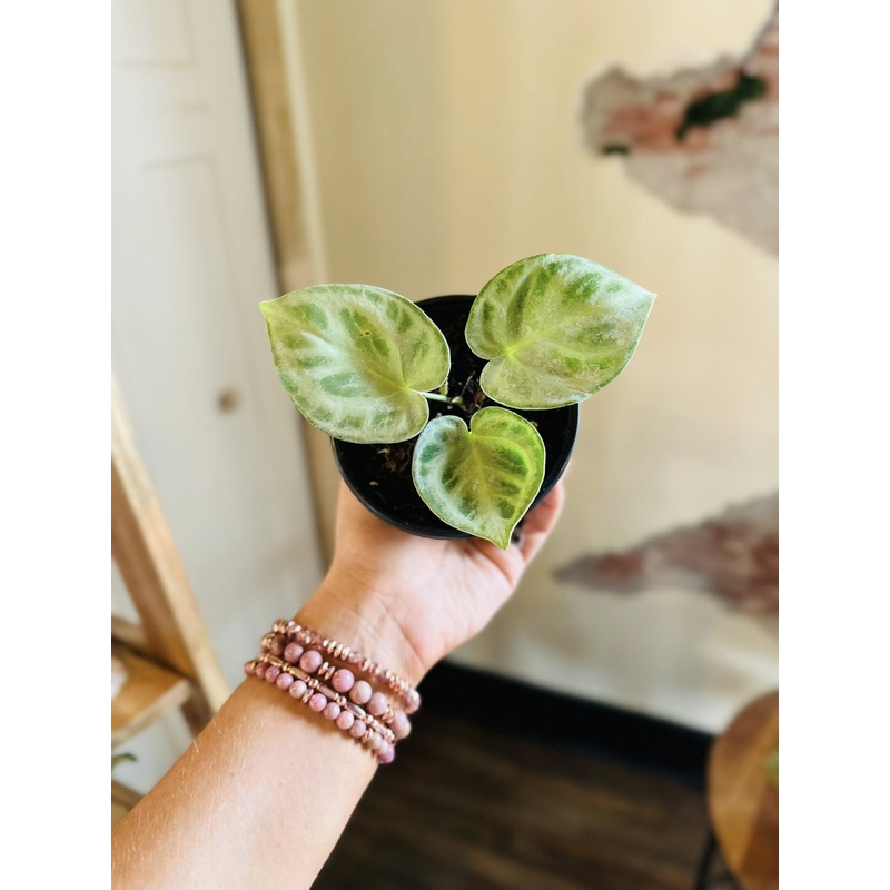 4 Anthurium Dorayaki