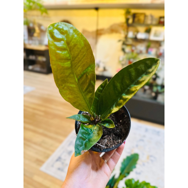 4 Anthurium Superbum