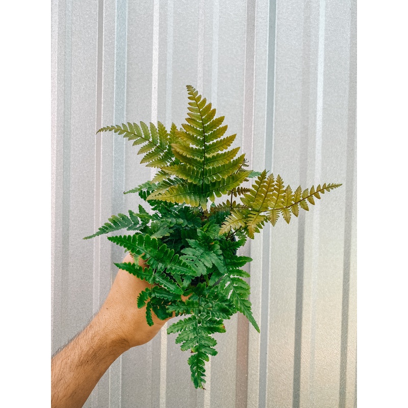 4 Autumn Fern