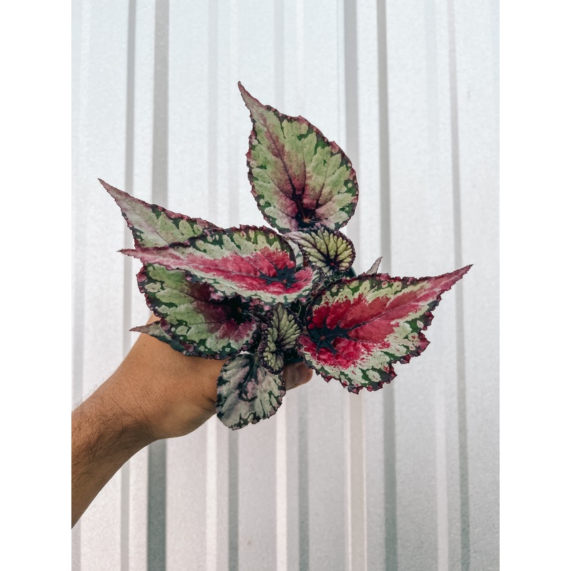 4 Begonia ‘Chagos’
