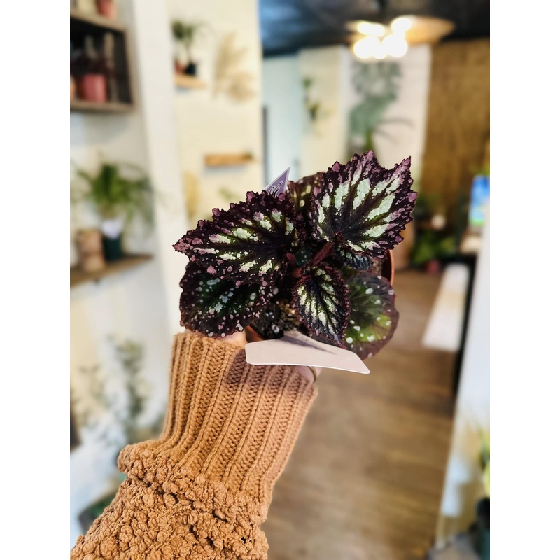 4 Begonia Fireworks
