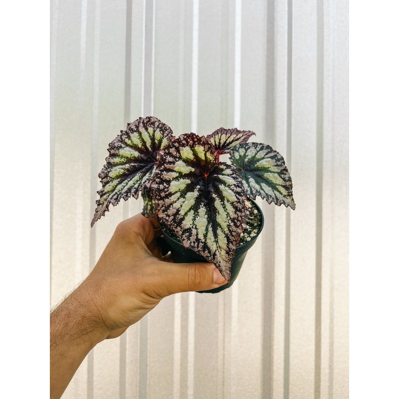 4 Begonia ‘Flores’