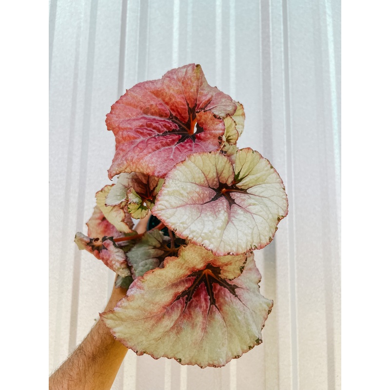 4 Begonia ‘Heart Beat’