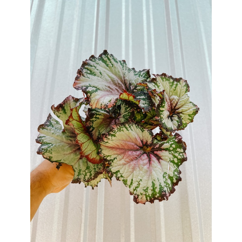 4 Begonia ‘Jurassic