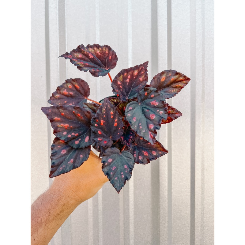 4 Begonia ‘Madagascar’