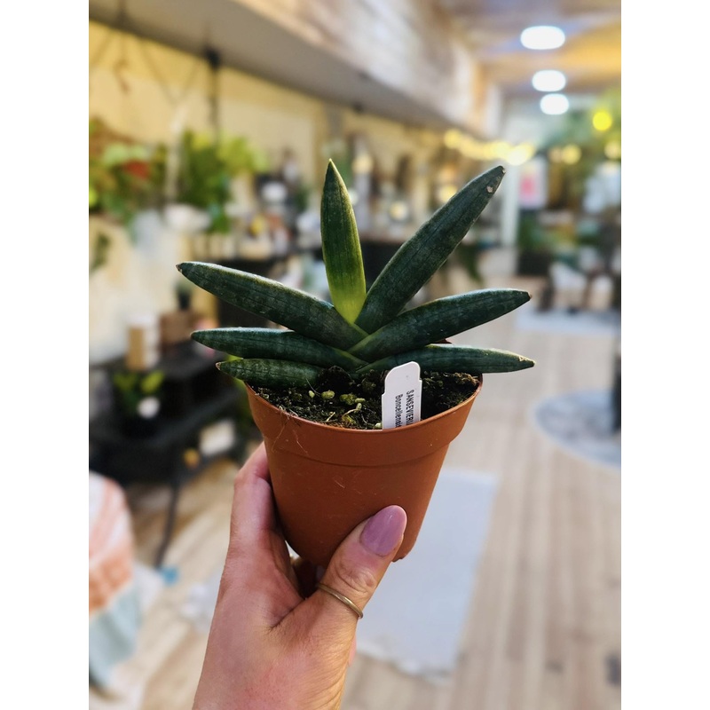 4 Black Starfish Snake Plant