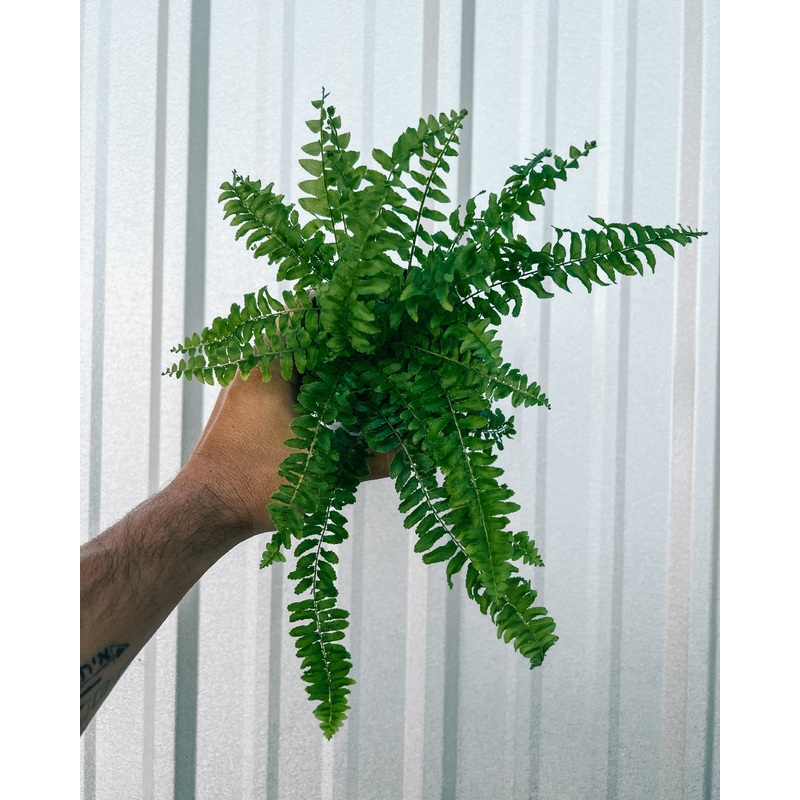 4 Boston ‘Compacta Fern’