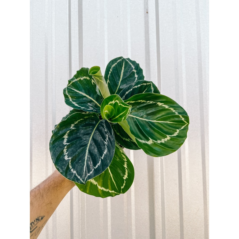 4 Calathea ‘Green Goddess’