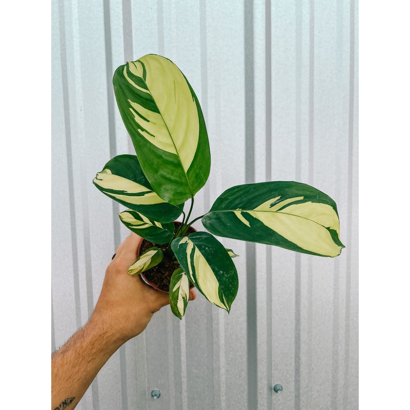 4 Calathea ‘Pilosa’