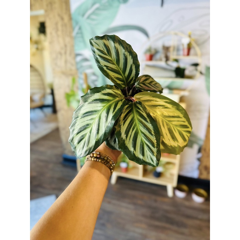 4 Calathea Red Peacock