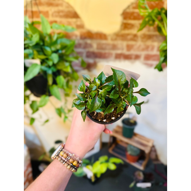 4 Chameleon Plant