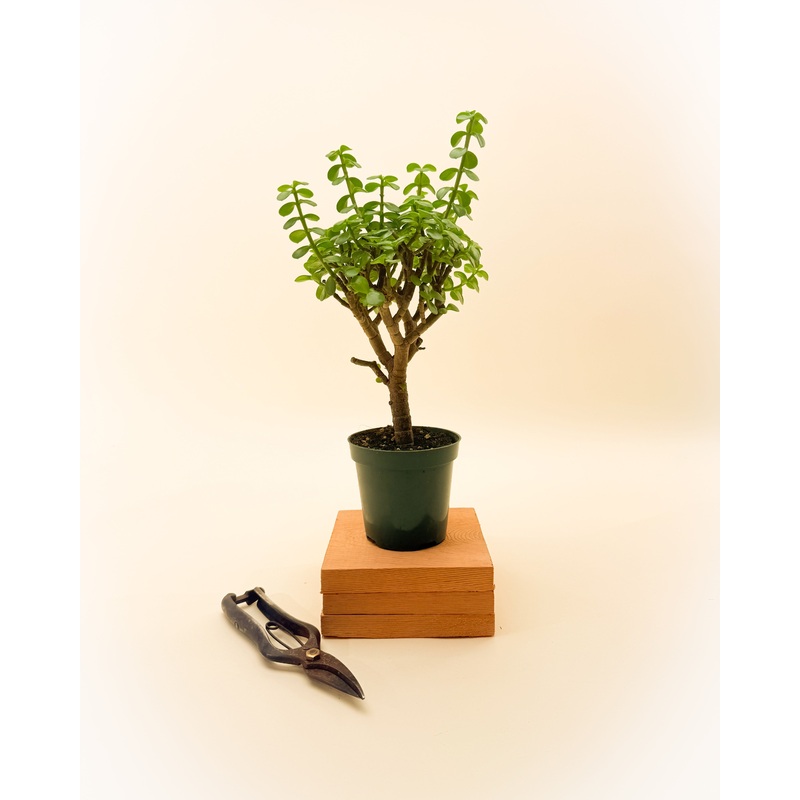 4 Crassula Arborescens ‘Bonsai Jade Tree’