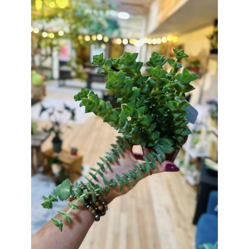 4 Crassula Perforata