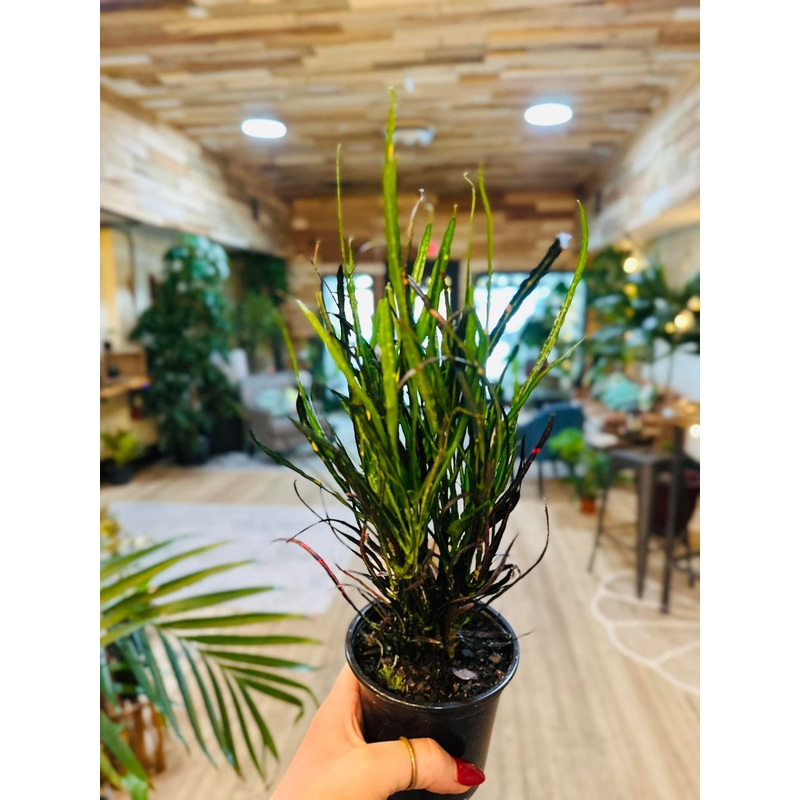 4 Croton Picasso Paintbrush