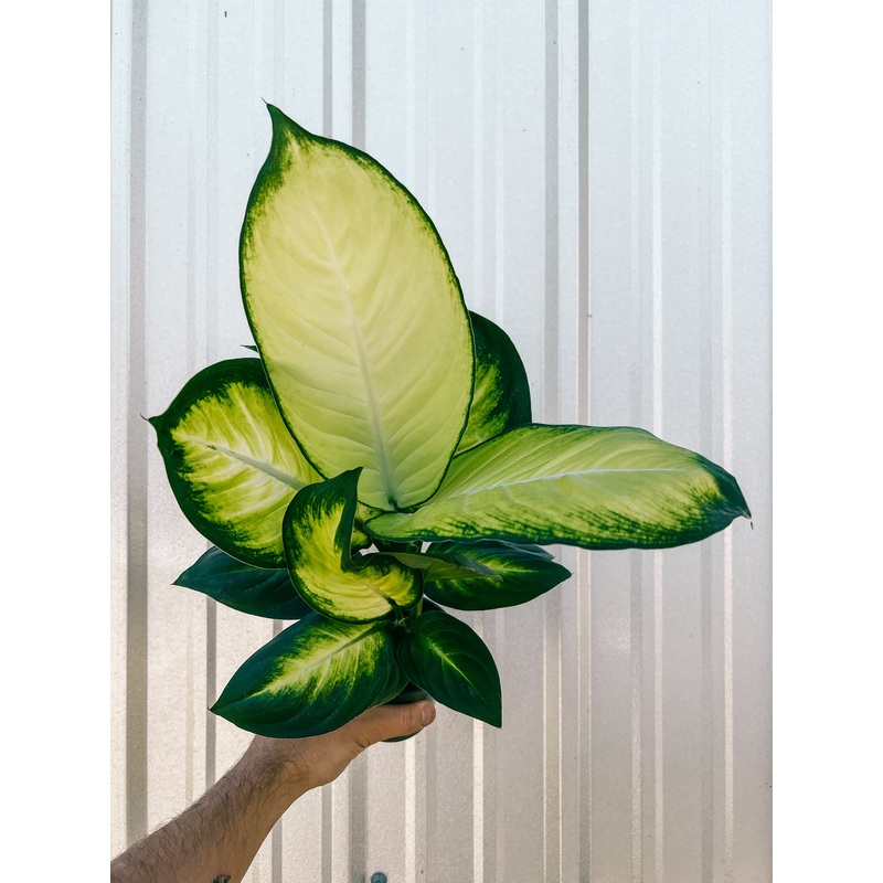 4 Dieffenbachia ‘Camille’