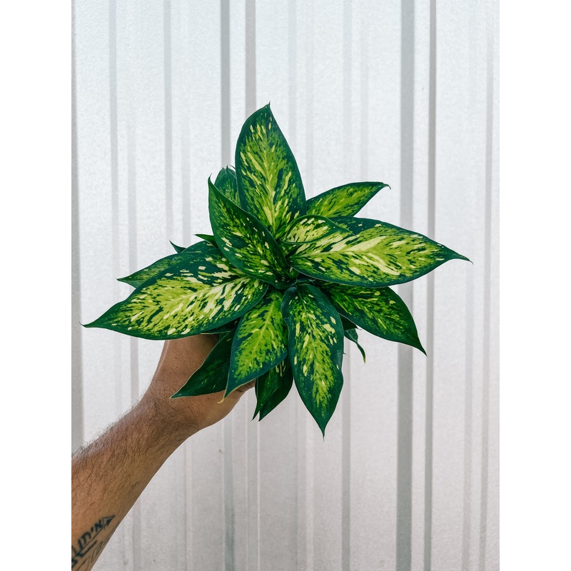 4 Dieffenbachia ‘Starbright’