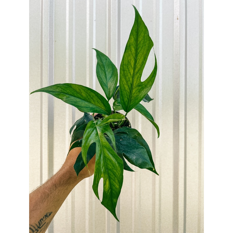 4 Epipremnum ‘Baltic Blue’
