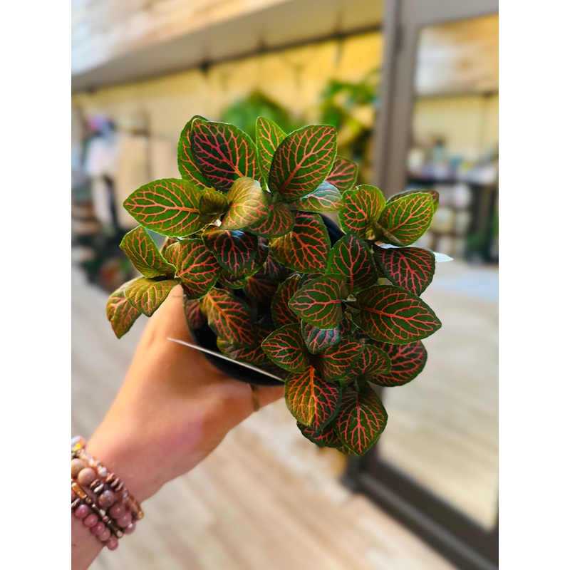 4 Fittonia Pink