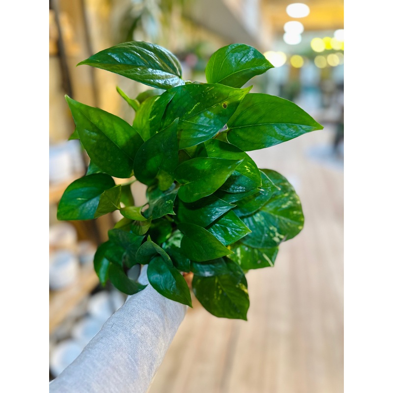 4 Golden Pothos