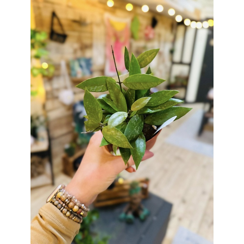 4 Hoya Gracilis