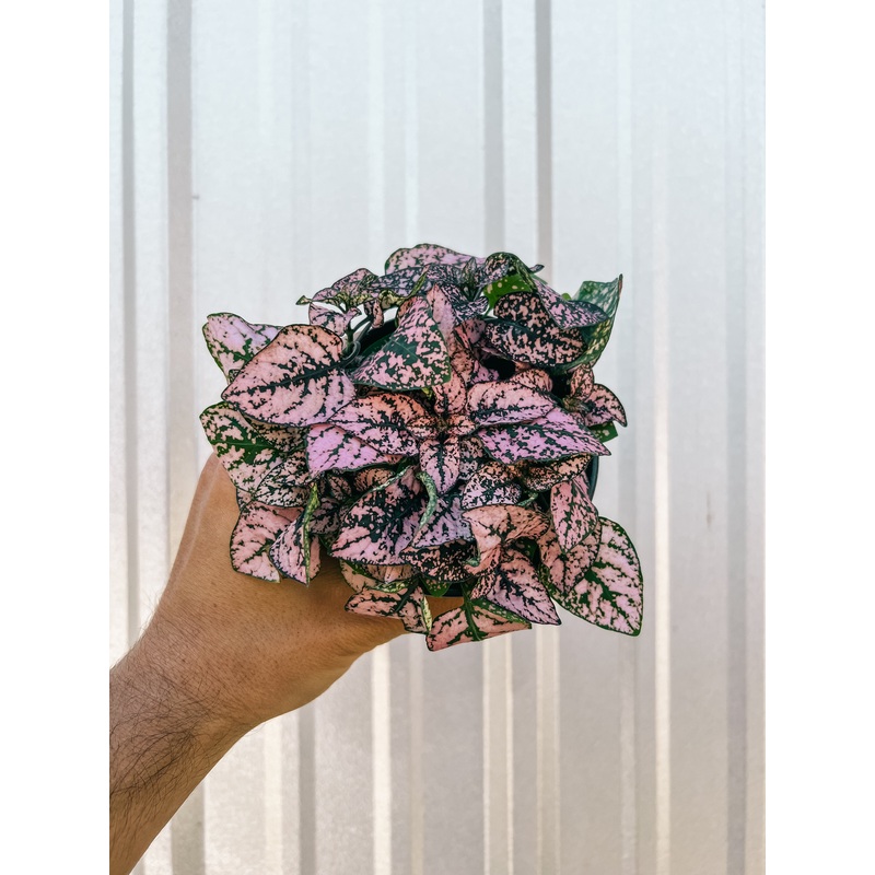 4 Hypoestes Pink (Polka Dot)