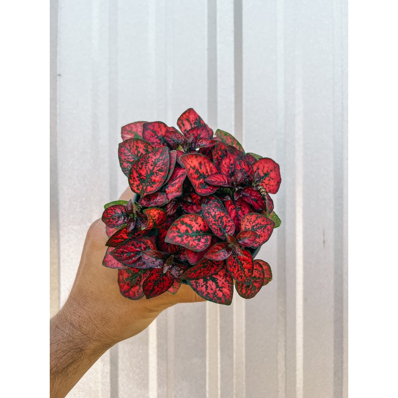 4 Hypoestes Red (Polka Dot)