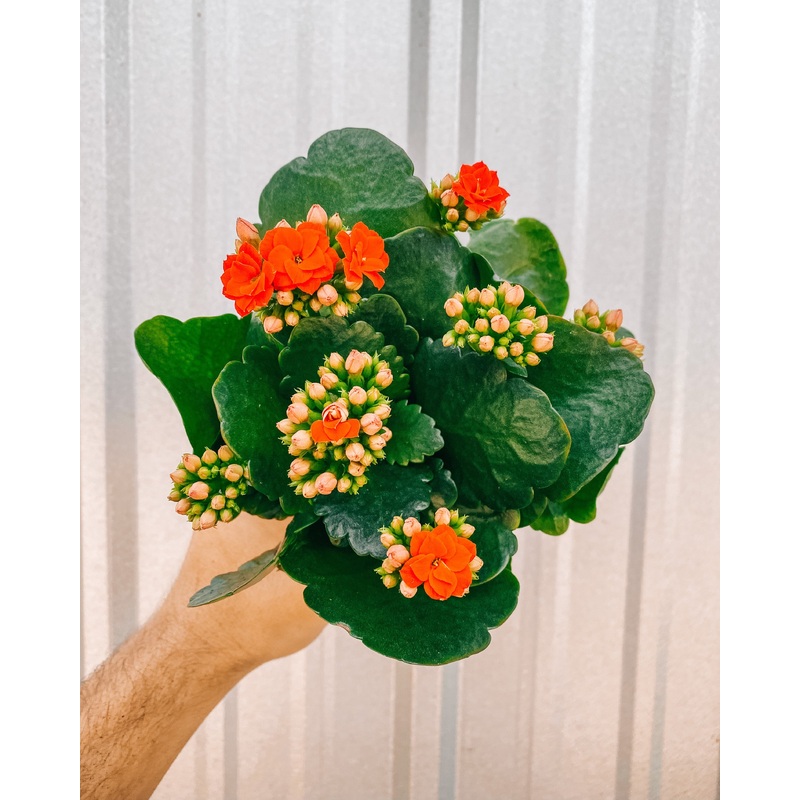 4 Kalanchoe (Assorted)